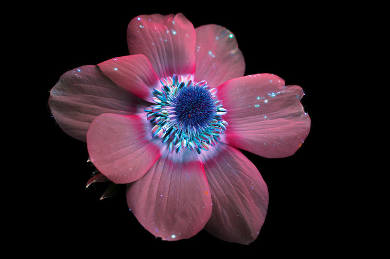 Imagen: Craig Burrows